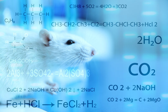 White rat in laboratory, closeup. Visual DNA sequencing result, chemical and structural formulas