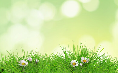 Fototapeta premium Beautiful daisies growing among green grass outdoors. Spring flowers