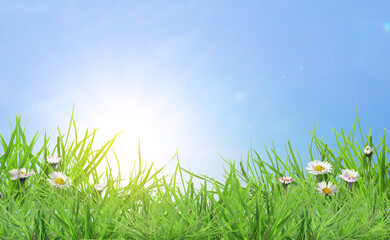 Fototapeta premium Beautiful daisy flowers growing among lush green grass on sunny day. Spring season