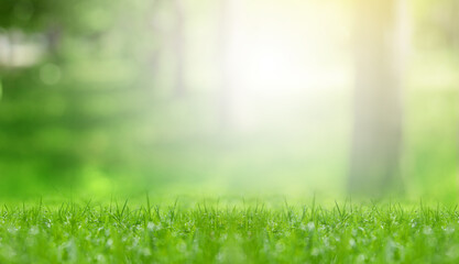 Fototapeta premium Sunlit meadow with lush green grass on spring day