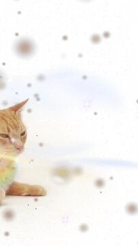 Vertical video: Tabby cat lying on belly tracking rainbow sweep with particles building for design