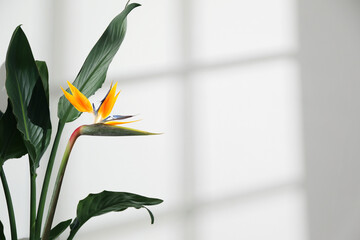 Strelitzia plant with bright flower and green leaves near white wall © New Africa