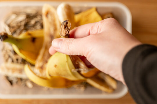 Food Compost production.hand places banana peels into a compost bin. Bio garbage.green compost 