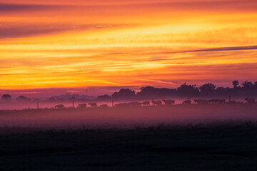 Obraz premium Cattle Silhouettes in Misty Pasture at Fiery Sunrise