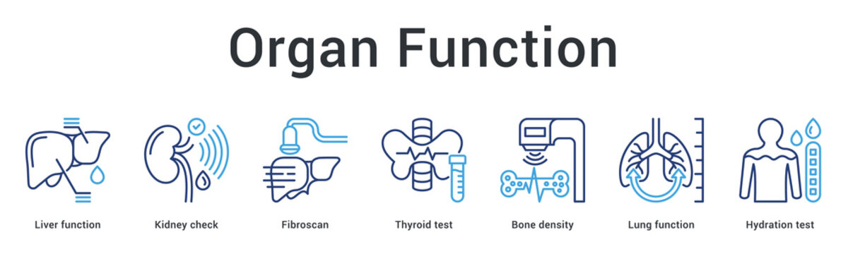 Organ function banner web icon monitors liver, kidney, thyroid, bone and lung health through specialized testing.