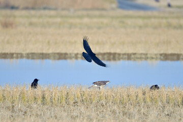 Fototapeta premium ハシブトガラスにモビングされるオオタカ（鹿児島県・出水市） 