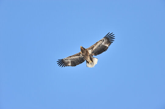 オオワシ若鳥の飛翔（北海道・知床）

