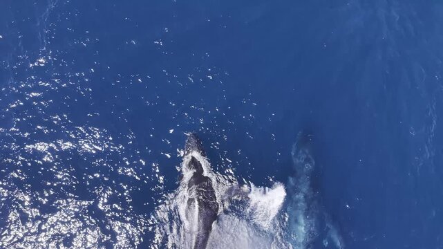 Humpback Whale Close Aerial Drone View - Midday Cabo San Lucas, Mexico Part 4 - Aerial Drone 4K