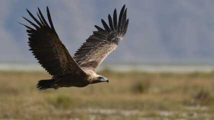 Fototapeta premium Brown vulture soaring over grassland with outstretched wings and distant mountains in soft light, dramatic flight and focused gaze conveying freedom and wild nature