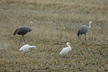 Fototapeta premium アマサギとナベヅル（鹿児島県・出水市） 