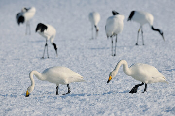 Fototapeta premium オオハクチョウとタンチョウ（北海道・鶴居村） 