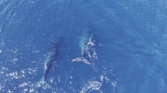 Humpback Whale Pod Surface Behavior - Midday Cabo San Lucas, Mexico Part 3 - Aerial Drone 4K