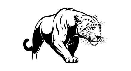 Obraz premium Black and white leopard walking forward.