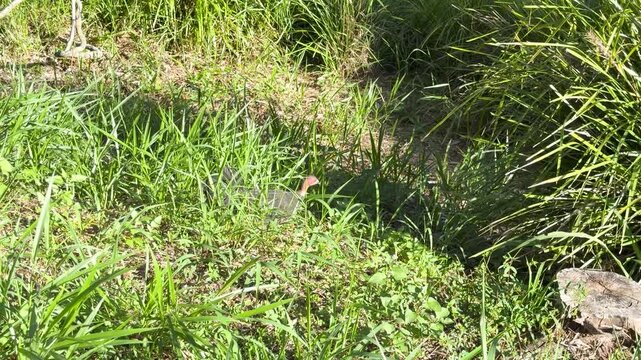 Australian Brush Turkey Walking Through Green Grass in Queensland
