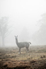 Fototapeta premium Alpaca in Foggy Field Blue Mountains Australia