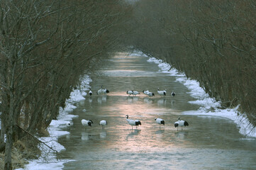 樹木のトンネルとタンチョウのねぐら（北海道・鶴居村）  © 愛 高行