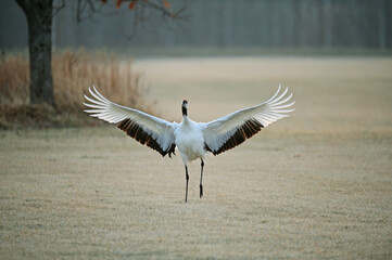 Obraz premium 着地するタンチョウ（北海道・鶴居村） 