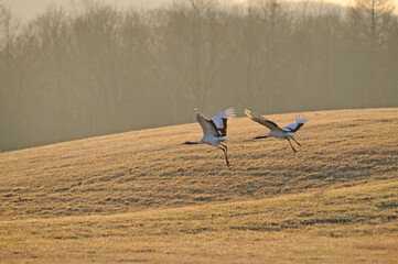 Obraz premium 飛び立つタンチョウのつがい（北海道・鶴居村） 