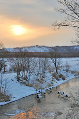 朝日が昇るタンチョウのねぐら（北海道・鶴居村）  © 愛 高行