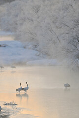Fototapeta premium 塒で鳴き合うタンチョウのつがい（北海道・釧路市） 