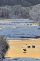 Fototapeta premium 塒の川を渡るタンチョウの家族（北海道・鶴居村） 