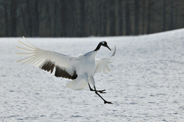 Fototapeta premium 雪原に舞い降りるタンチョウ（北海道・鶴居村） 