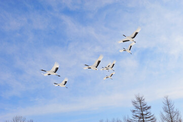 青空を飛ぶタンチョウの群（北海道・鶴居村）  © 愛 高行