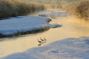 塒の川を渡るタンチョウの家族（北海道・鶴居村）  © 愛 高行
