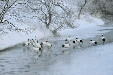 塒の川に群れるタンチョウ（北海道・鶴居村）  © 愛 高行