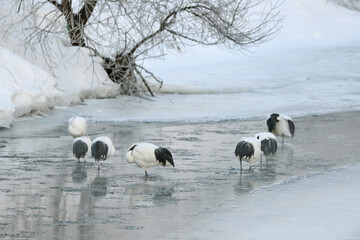 塒の川で休むタンチョウ（北海道・鶴居村）  © 愛 高行