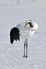 Fototapeta premium 羽づくろいをするタンチョウ（北海道・鶴居村） 