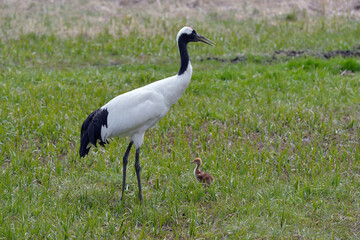 Fototapeta premium タンチョウの親子（北海道・釧路市） 