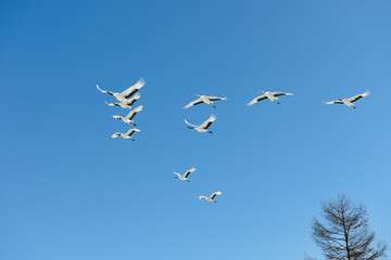 タンチョウの編隊飛行（北海道・鶴居村）  © 愛 高行