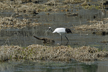 湿原を歩くタンチョウ（北海道・鶴居村）  © 愛 高行