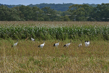 Fototapeta premium 畑に群れるタンチョウ（北海道・鶴居村） 