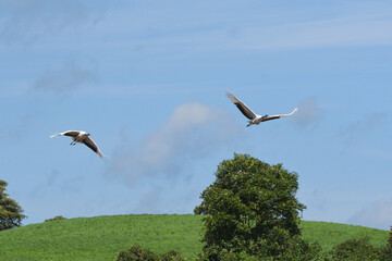 Fototapeta premium 牧草地を飛ぶタンチョウのつがい（北海道・鶴居村） 