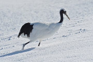 雪上を歩くタンチョウ（北海道・鶴居村）  © 愛 高行