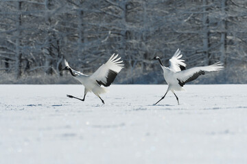 雪原に着地するタンチョウのつがい（北海道・鶴居村）  © 愛 高行