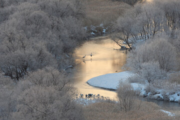 朝陽に染まる塒とタンチョウのつがい（北海道・鶴居村）  © 愛 高行
