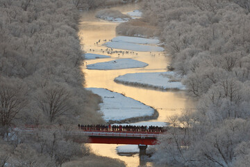 タンチョウの塒と音羽橋（北海道・鶴居村）  © 愛 高行
