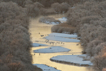 丘から見下ろすタンチョウの塒（北海道・鶴居村）  © 愛 高行