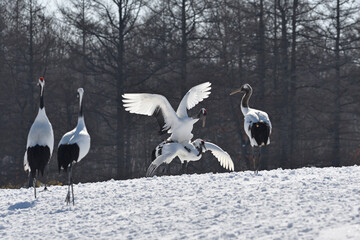 タンチョウの交尾（北海道・鶴居村）  © 愛 高行