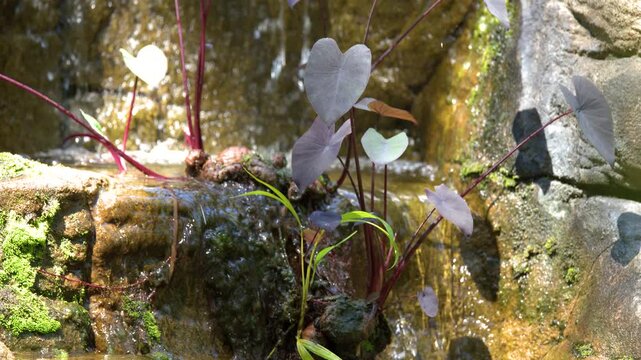 Tropical Garden Waterfall with Taro Plants and Mossy Wet Rocks