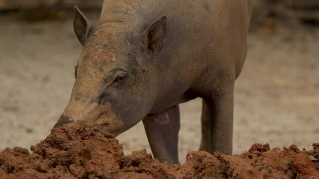 Babirusa Deer-Pig Foraging in Muddy Enclosure at Singapore Zoo