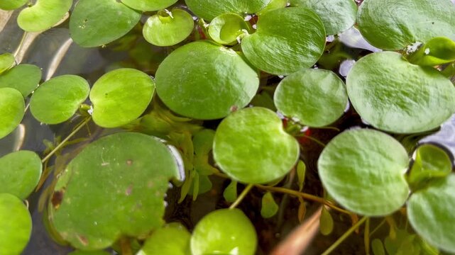 Close Up of Green Frogbit Floating Aquatic Plants on Water Surface with Small Fish Swimming Underneath