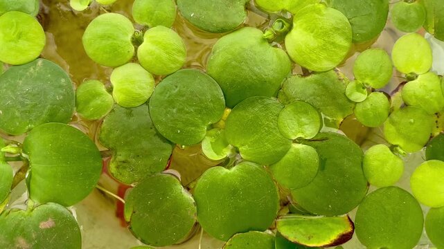 Close Up of Green Frogbit Floating Aquatic Plants on Water Surface with Small Fish Swimming Underneath