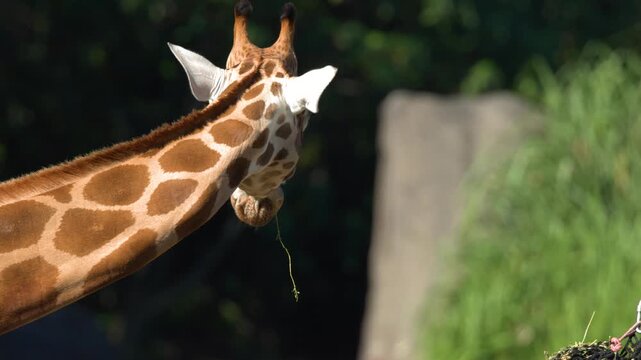 Giraffe Eating Hay from a Net at Australia Zoo in Beerwah