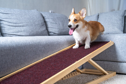 Happy pembroke welsh corgi standing on a wooden dog ramp beside a gray sofa indoors, tongue out and ears up, showing a pet mobility aid