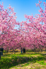 Fototapeta premium pink cherry blossom中国湖北省武汉樱花
