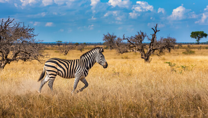 Fototapeta premium Zebra walking through sunlit golden savanna with scattered trees and blue sky